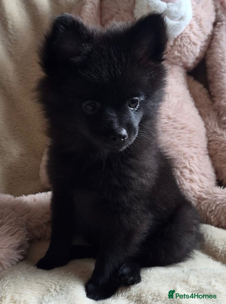 Pomchi dogs 💙 Last Handsome Black Pomchi Boy — Ready Now! 💙 - Advert 2
