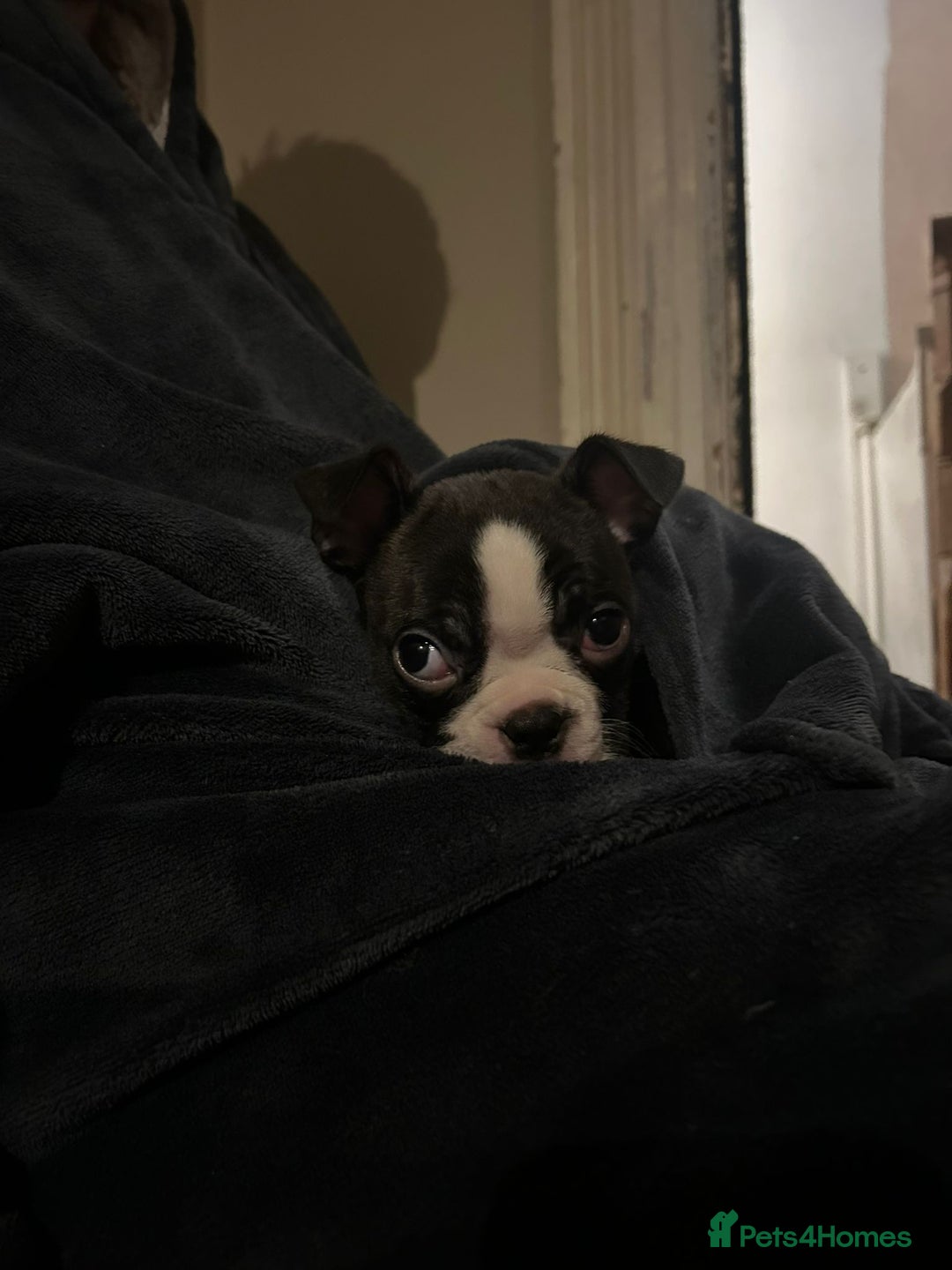 Boston Terrier dogs for sale: 🐾 Last Boston Terrier pup available 🐾 - Advert 19