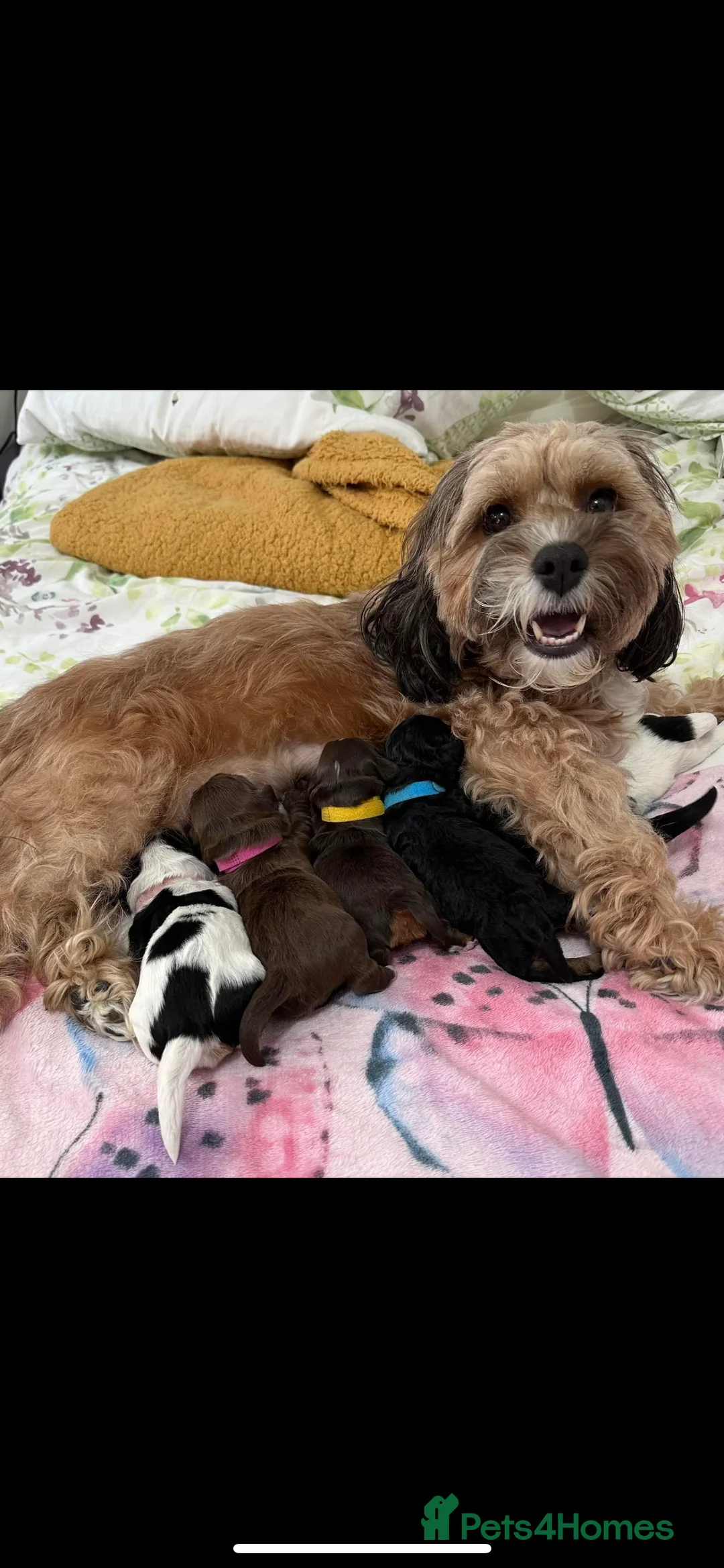 Cockapoo dogs for stud: Red Sable - Carrys Tan/Phantom, Parti & Chocolate in Eastleigh - Advert 15