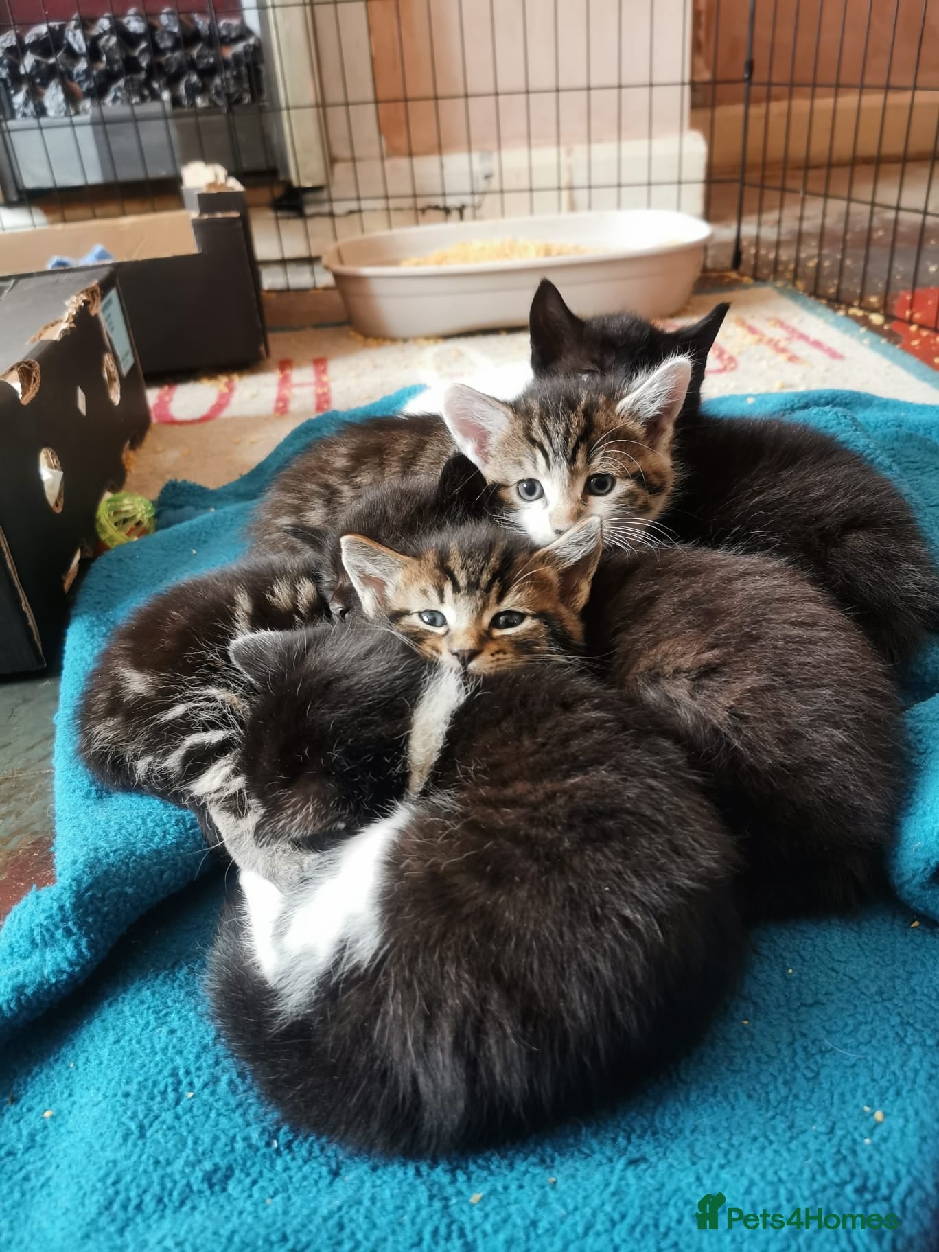 Mixed Breed cats 5 Beautiful Kittens need loving home - Advert 3