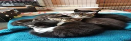 Mixed Breed cats for sale: 5 Beautiful Kittens need loving home - Advert 1