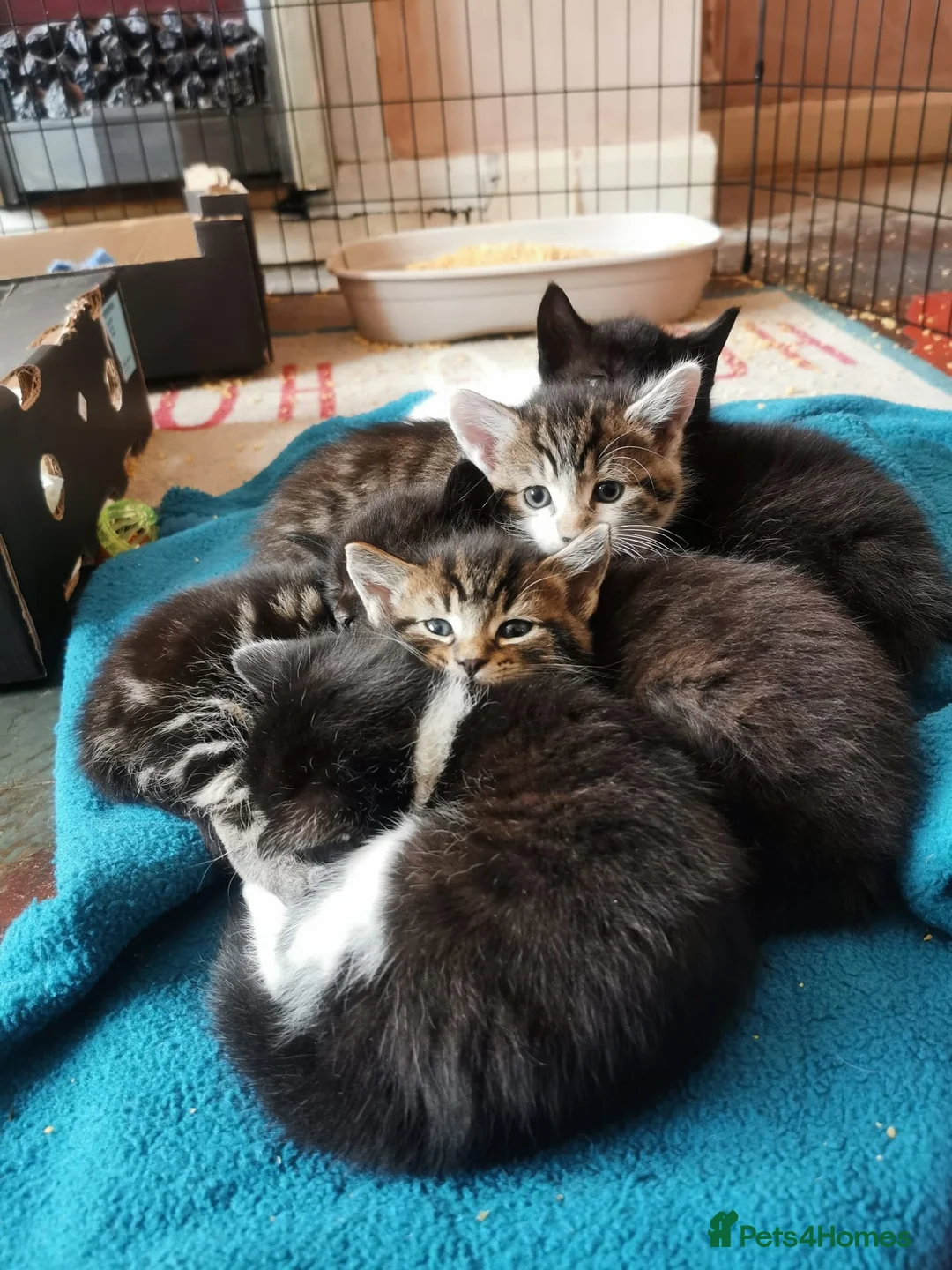 Mixed Breed cats for sale: 5 Beautiful Kittens need loving home - Advert 1