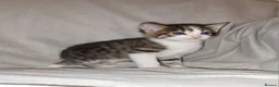 Russian Blue cats for sale: Kittens for sale - Advert 25
