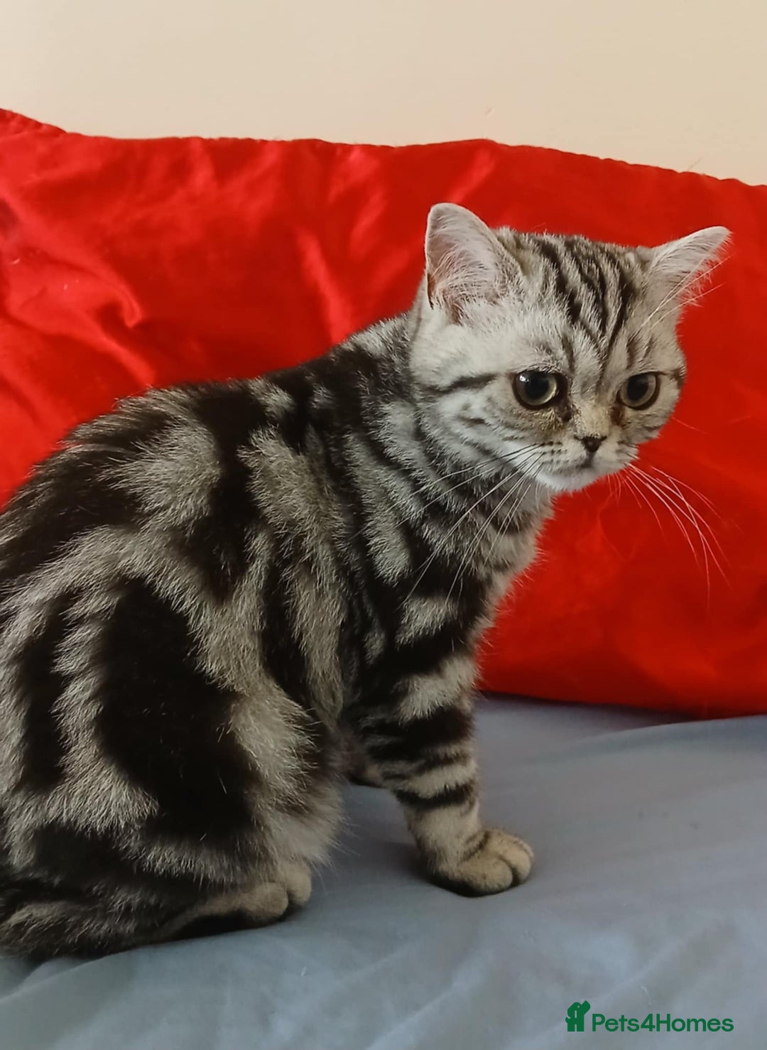 British Shorthair cats for sale: Bsh. Silver Tabby Classic .GCCF . - Advert 11