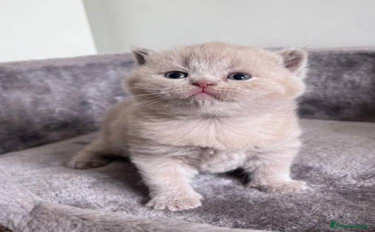 British Shorthair cats - Advert 13