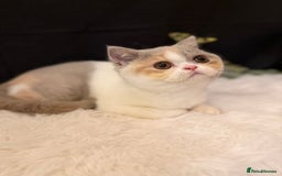 British Shorthair cats for sale: 💗 Gorgeous Full Pedigree BSH Trusted Breeder 💗 - Advert 39