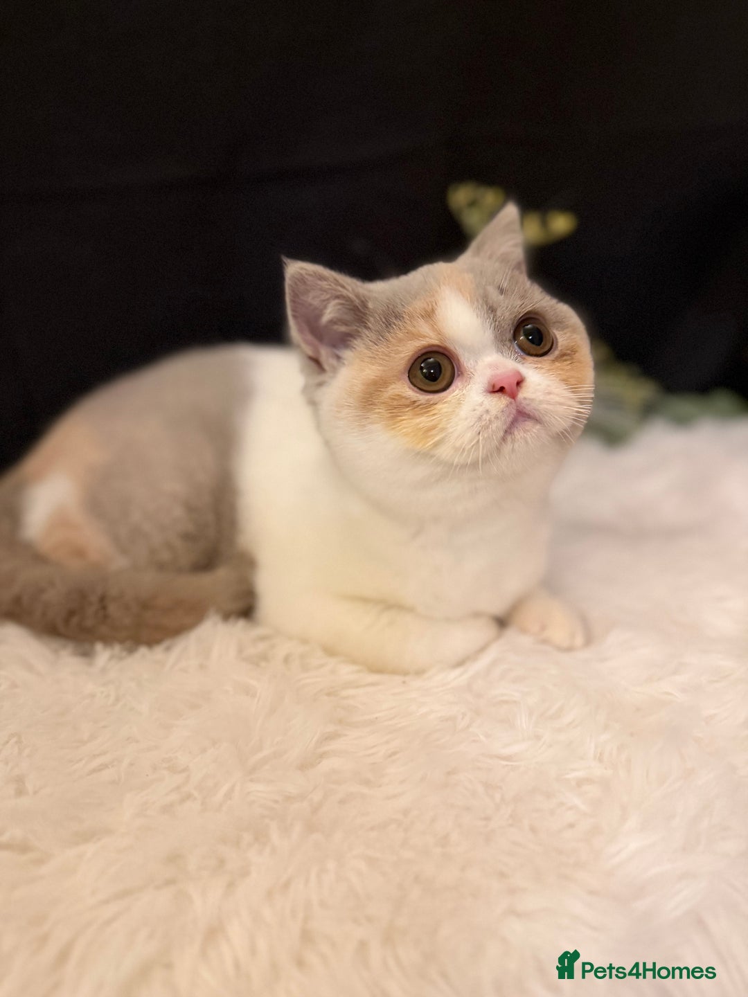 British Shorthair cats for sale: 💗 Gorgeous Full Pedigree BSH Trusted Breeder 💗 - Advert 39