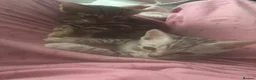Bengal cats for sale: Bengal kittens in Liverpool - Advert 6