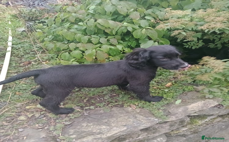 Sprocker dogs - Advert 3