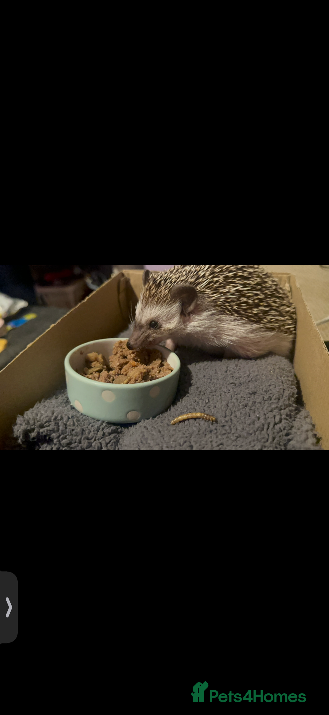 Pygmy Hedgehog rodents for sale: Sweet Pygmy Hedgehog in search of kind home - Advert 3