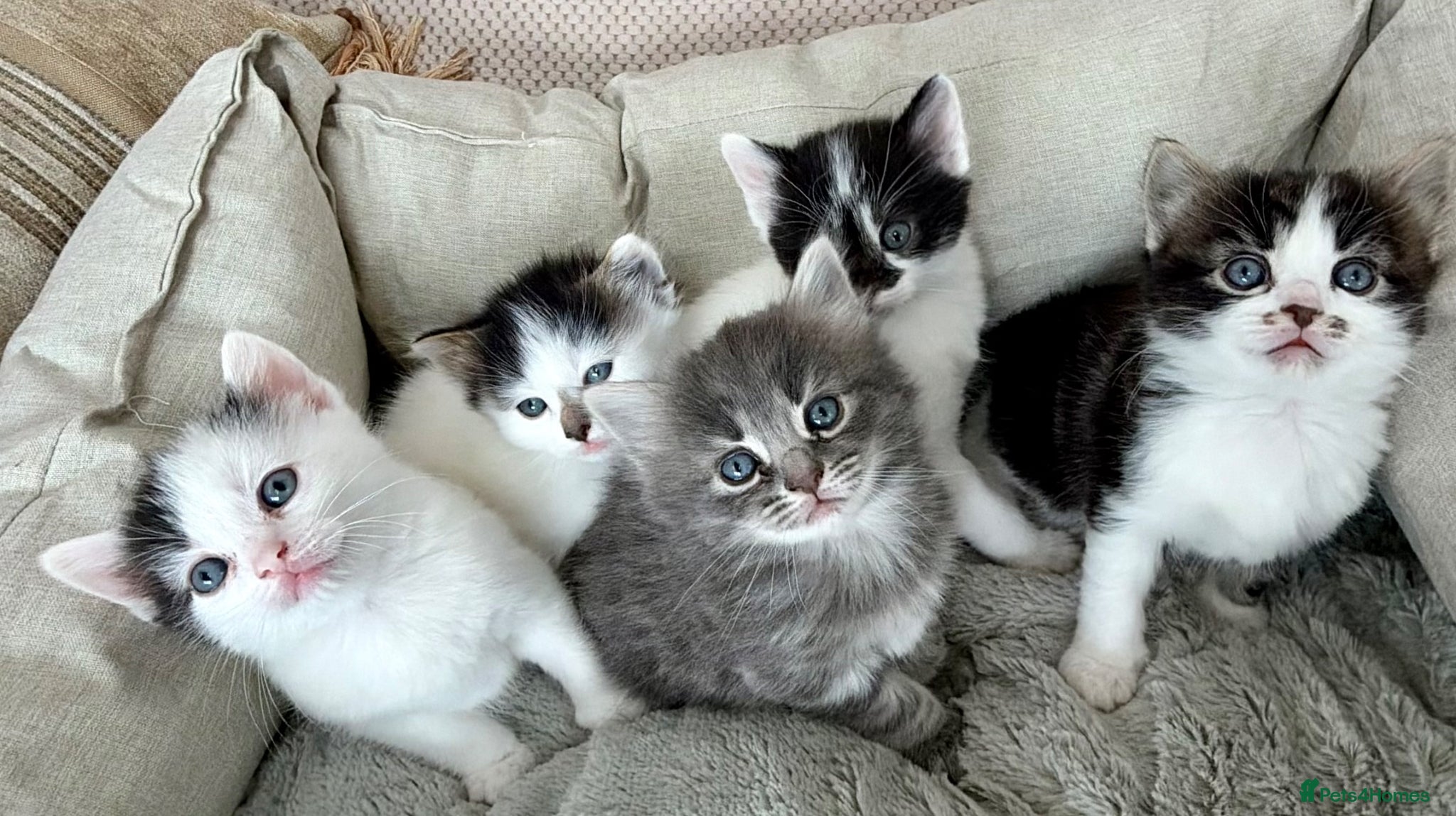 Mixed Breed cats for sale: Gorgeous, lovely Tabby kittens looking for home💕 - Advert 16