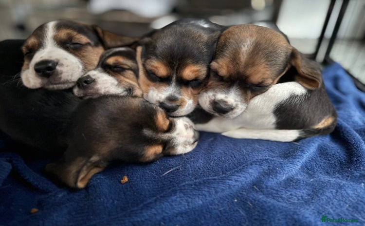 Beagle dogs - Advert 1