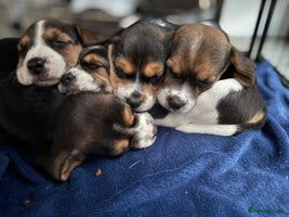 Beagle dogs - Advert 2