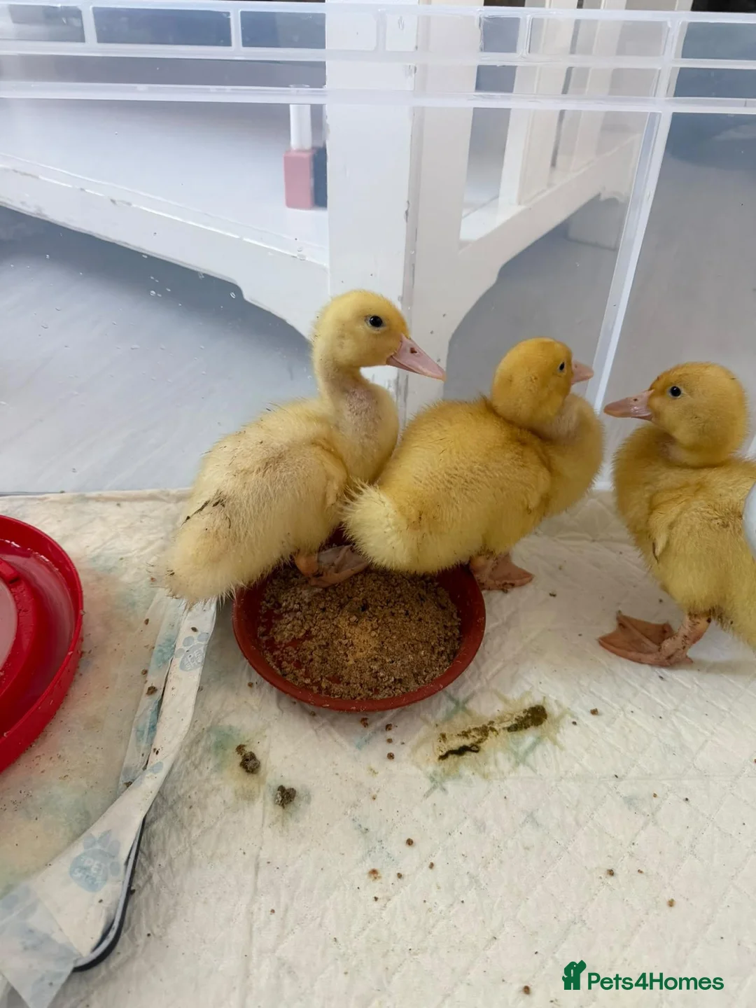 Ducks poultry for sale: 4 Aylesbury ducklings - Advert 1