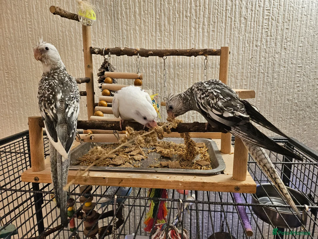 Cockatiels birds for sale: Tame cockatiel chicks  - Advert 14