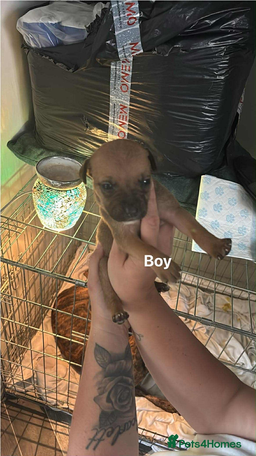 Mixed Breed dogs for sale: Staffy cross pups - Image 2