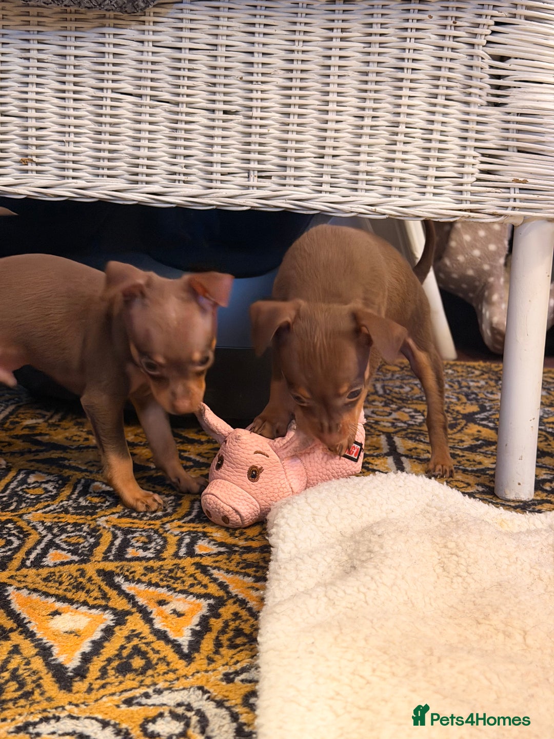 Russian Toy Terrier dogs for sale: Cutest little friend for life  - Advert 24