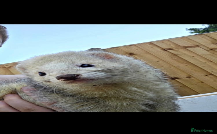 Ferret rodents Free to a good home  - Advert 1