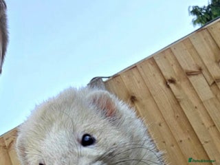 Ferret rodents Free to a good home - Advert 1