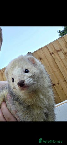 Ferret rodents Free to a good home - Advert 1