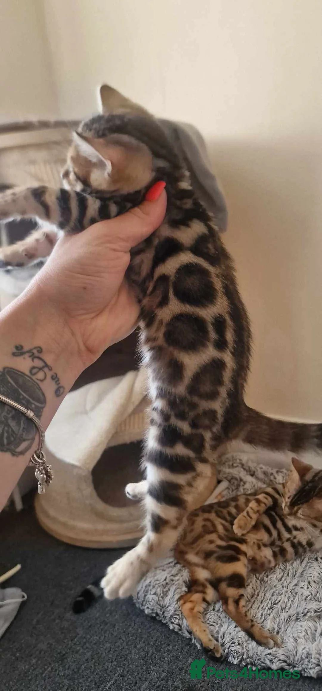 Bengal cats for stud: Bengal cat for stud, Calvin. in Peterborough - Advert 38