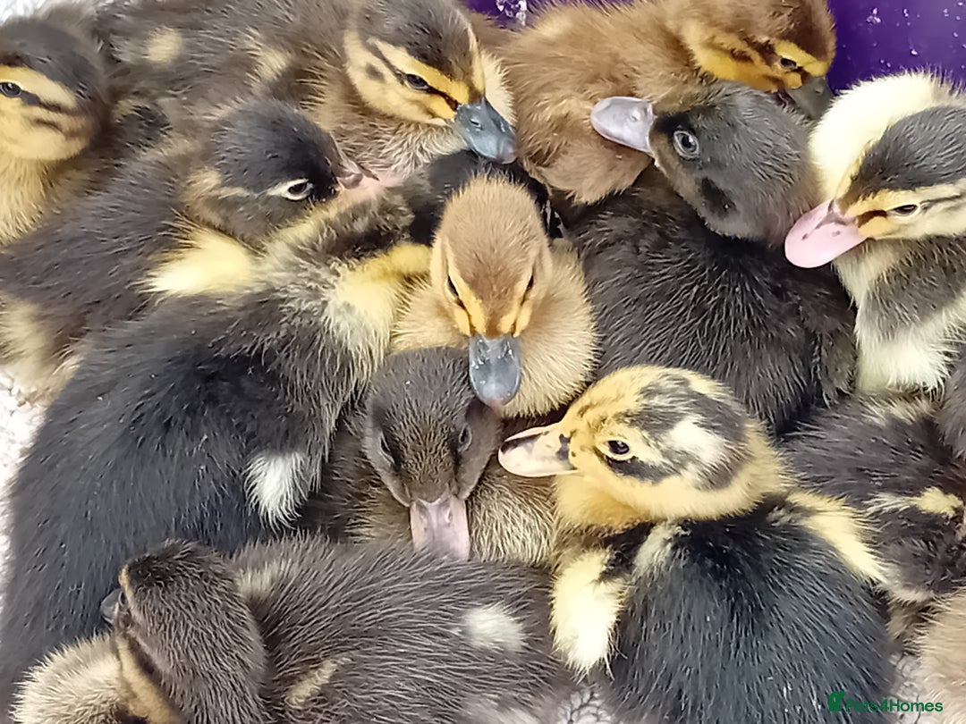 Ducks poultry for sale: Mixed Color Indian Runner Ducklings - Image 1
