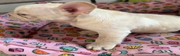 French Bulldog dogs for sale: French bulldog puppies Ready Now! - Advert 10