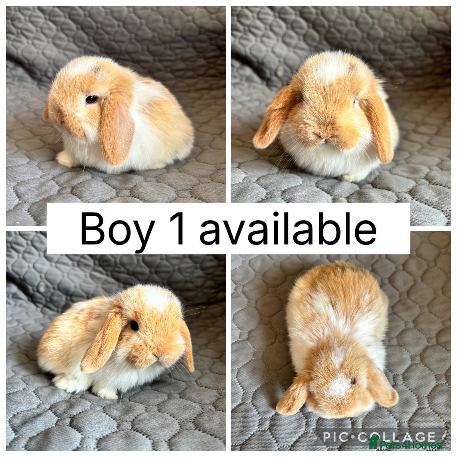 Mini Lop rabbits 5 beautiful baby mini lops ready to reserve - Advert 1