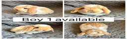Mini Lop rabbits for sale: 5 beautiful baby mini lops ready to reserve - Advert 1