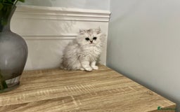 Persian cats for sale: Silver chinchilla Persian kittens  - Image 4