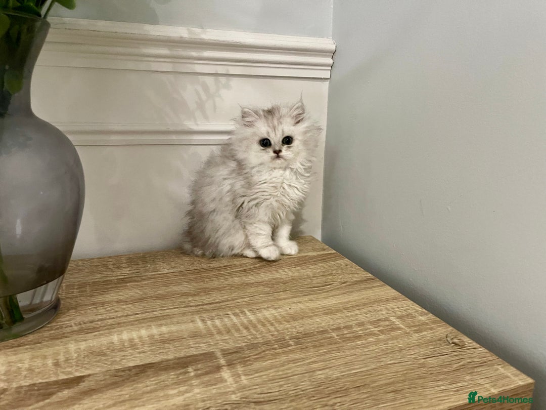 Persian cats for sale: Silver chinchilla Persian kittens  - Image 4
