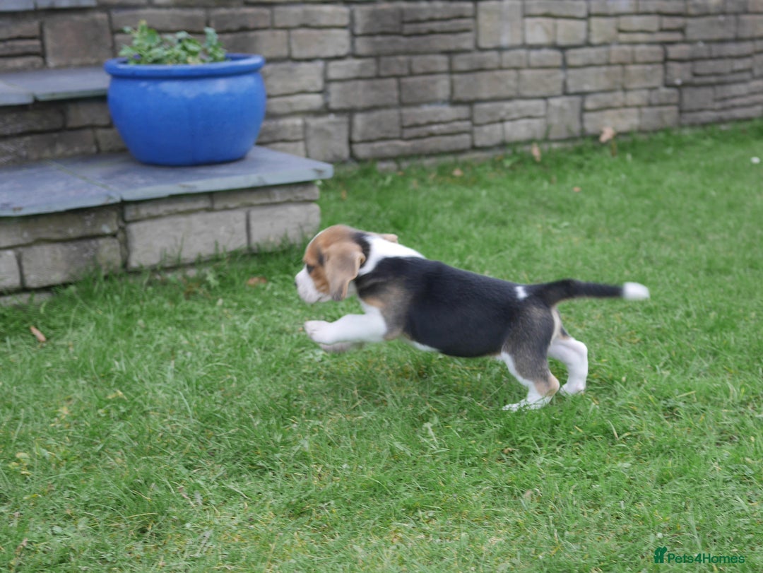 Beagle dogs for sale: Quality Health Tested Beagle Puppies - Advert 12