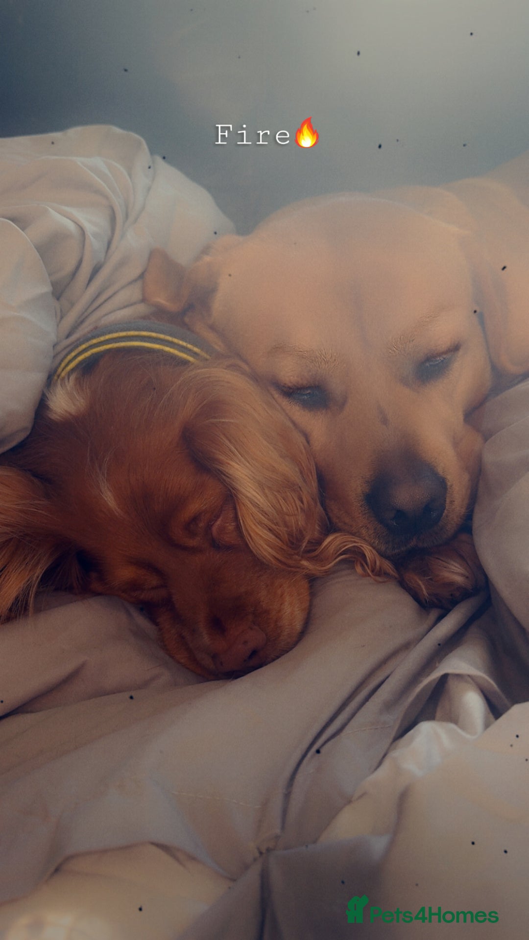 Labrador Retriever dogs for sale: Harvey KC registered  - Advert 17