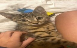 Bengal cats for sale: beautiful bengal kitten  - Image 2