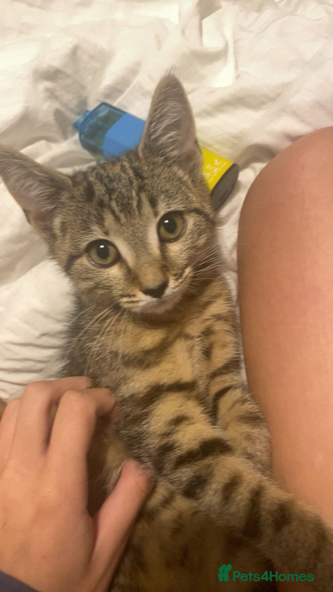 Bengal cats for sale: beautiful bengal kitten  - Image 2