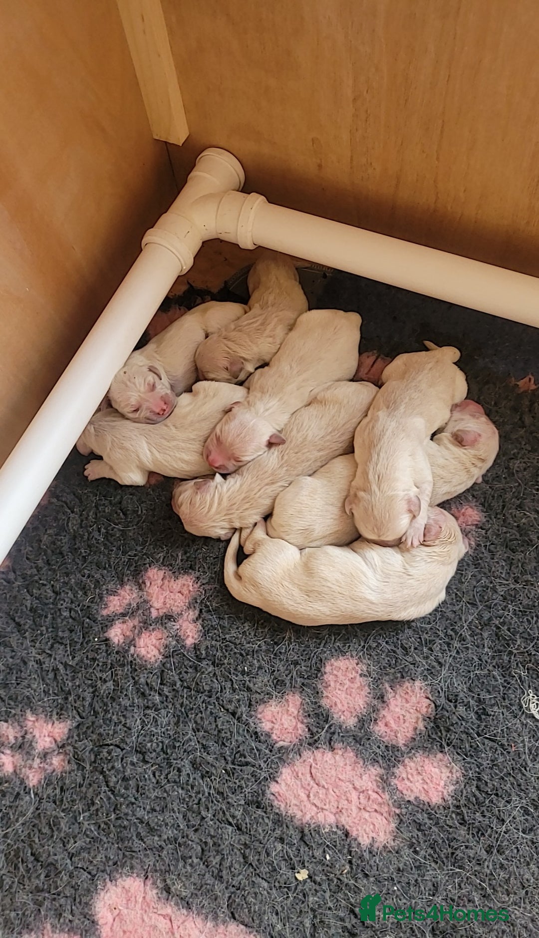 Golden Retriever dogs for sale: 8 golden retriever puppies - Advert 6