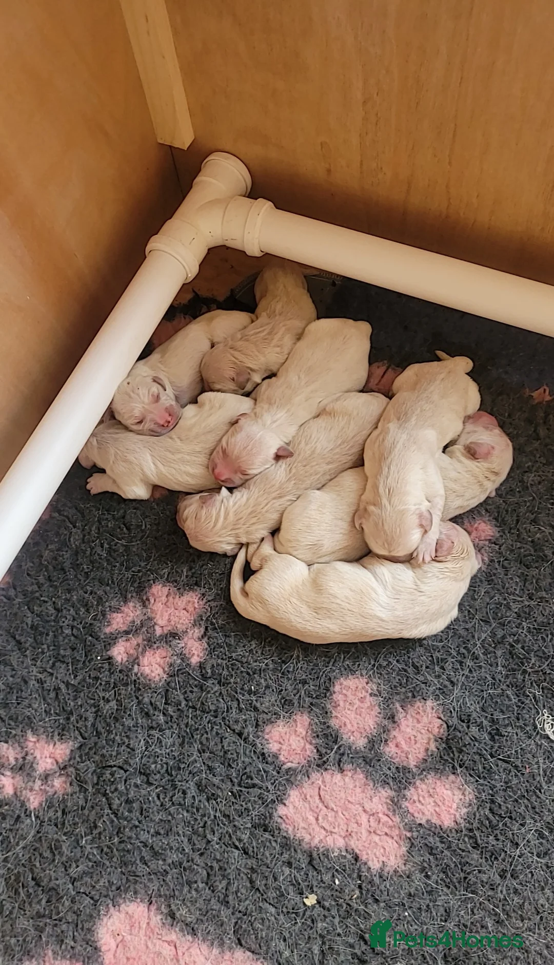 Golden Retriever dogs for sale: 8 golden retriever puppies - Advert 6