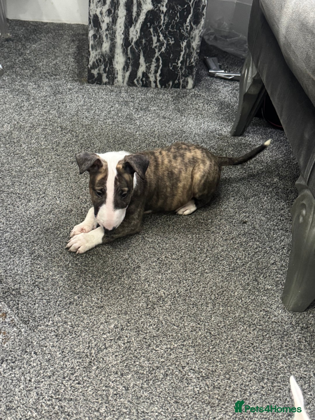 English Bull Terrier dogs for sale: 5 stunning English bull terrier boys  - Advert 6