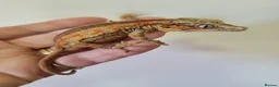 Gecko reptiles for sale: Gargoyle Gecko Stripe Red and Orange Yellow base  - Advert 7