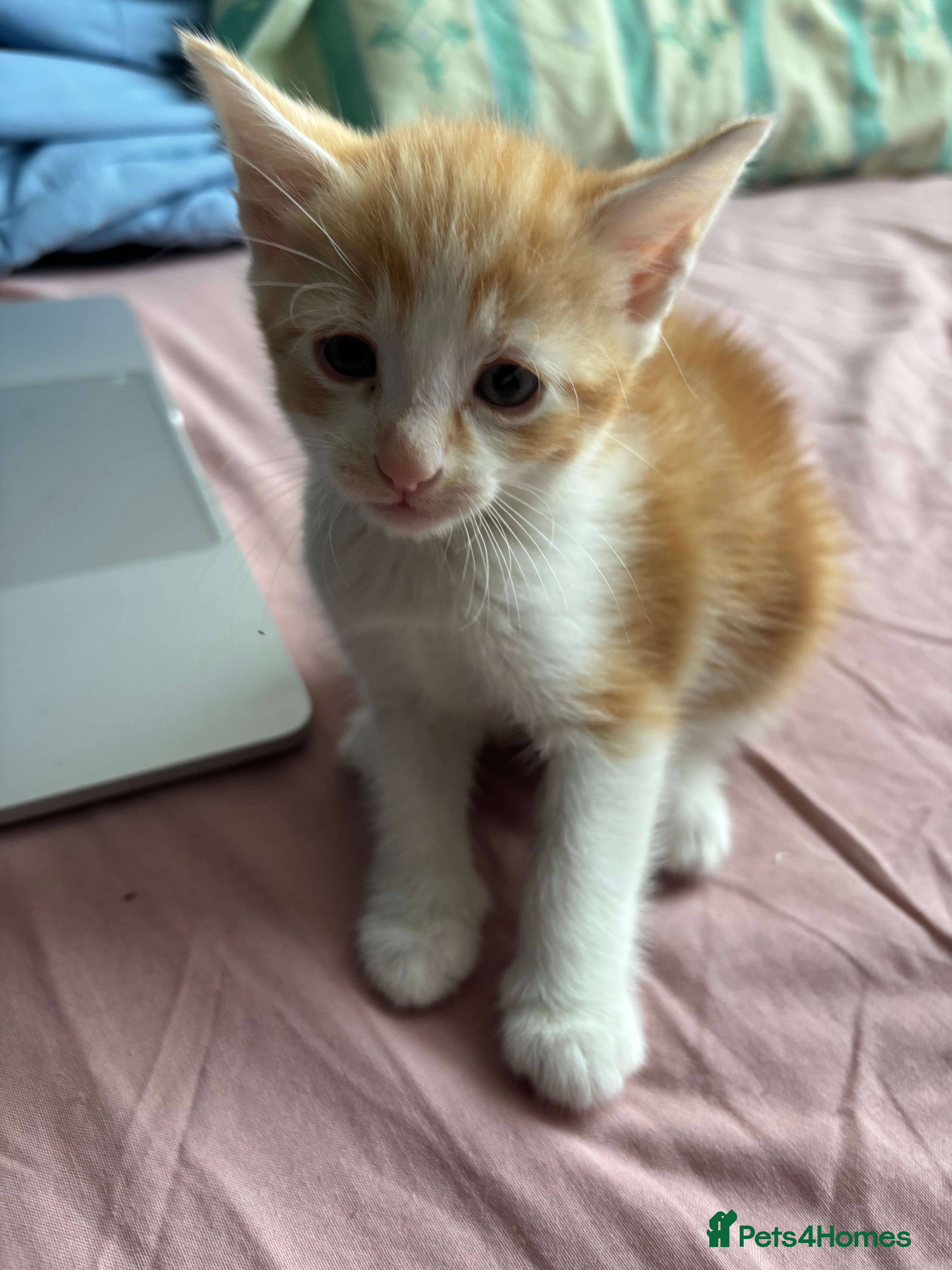 Mixed Breed cats Mixed breed kittens | Available today! | Hyde - Advert 1