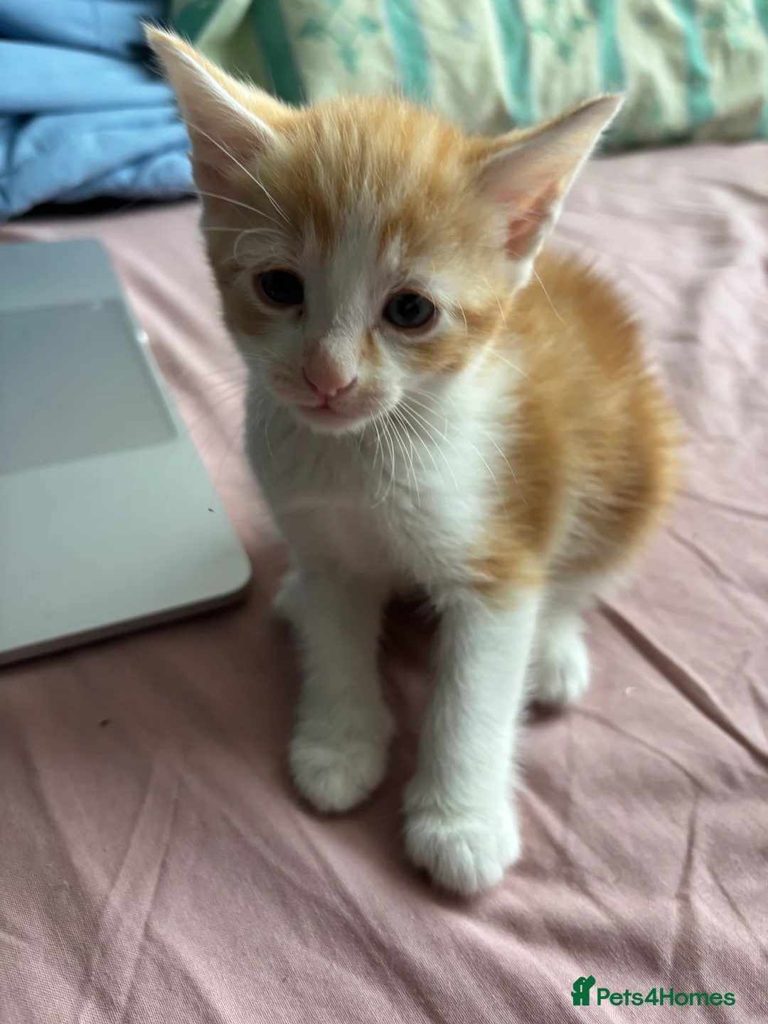 Mixed Breed cats for sale: Mixed breed kittens | Available today! | Hyde in Hyde - Advert 1