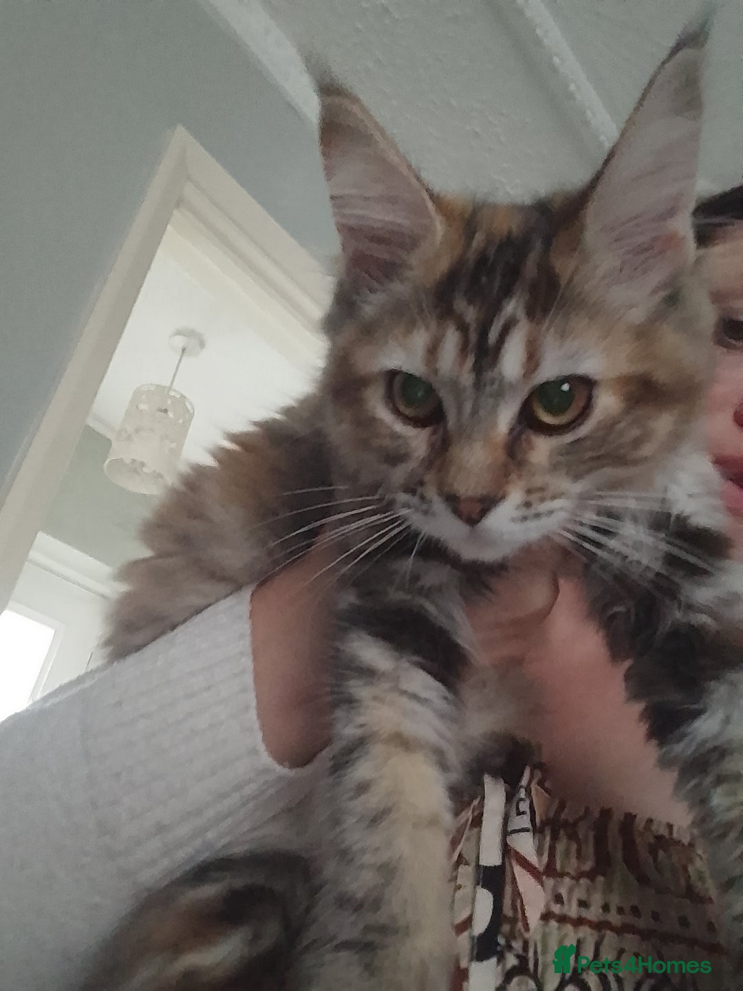 Ragdoll cats for sale: Kittens - Image 3