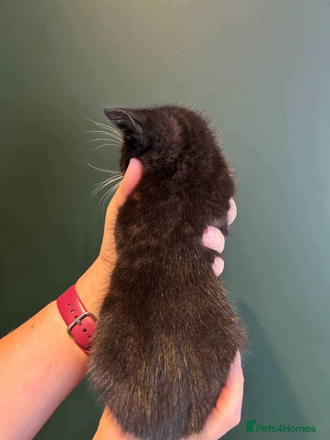 Mixed Breed cats for sale: Beautiful kitten - friendly/excellent family   - Advert 11