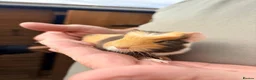 Guinea Pig rodents for sale: Baby guinea pigs in Melksham - Advert 1