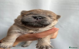Chow Chow dogs for sale: Champion pedigree chow chow puppies in Northampton - Image 19