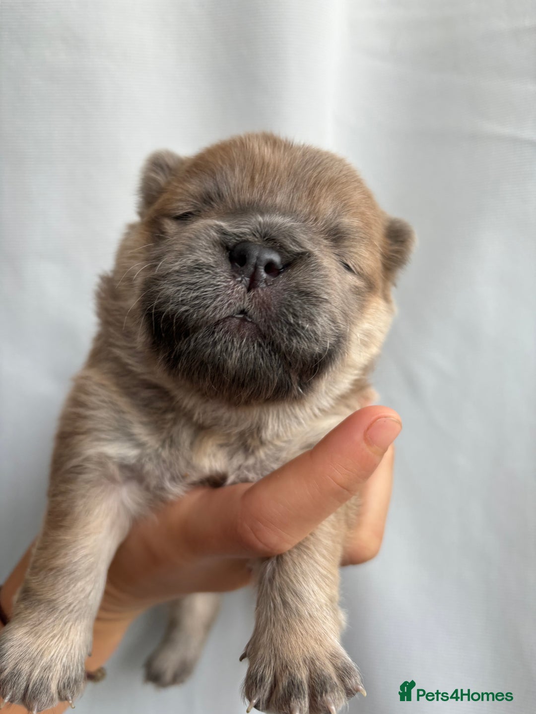 Chow Chow dogs for sale: Champion pedigree chow chow puppies in Northampton - Image 19