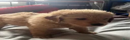 Golden Retriever dogs for sale: 🐾 Golden Retriever Puppies – Raised with Love 🐾 - Advert 6