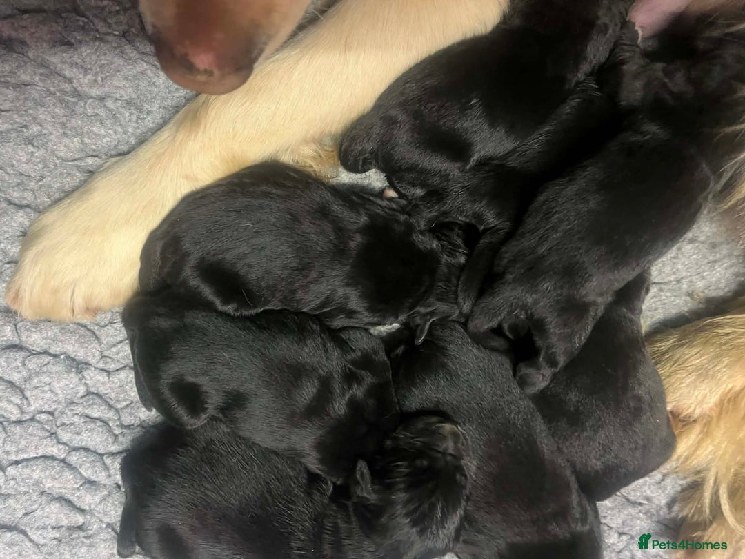 Golden Retriever dogs for sale: Beautiful Bernese Mountain Dog x Golden Retrievers - Advert 4