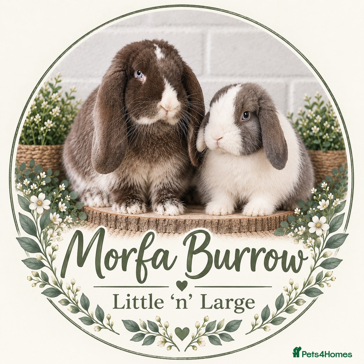 Mini Lop rabbits Mini Lops available to reserve🐰🌿 - Advert 2