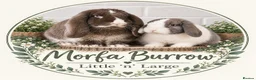 Mini Lop rabbits for sale: Mini Lops available to reserve🐰🌿 - Advert 2